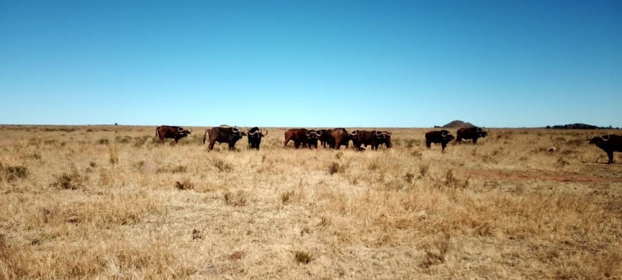 0 Bedroom Property for Sale in Petrusburg Free State